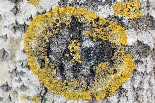 xanthoria parietina lichen birch