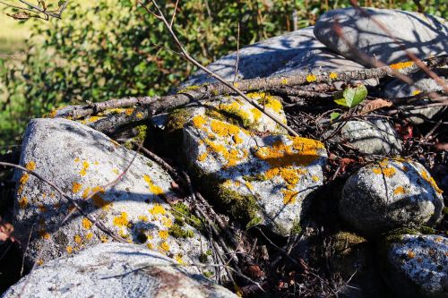 xanthoria parietina yellow lichen rocks