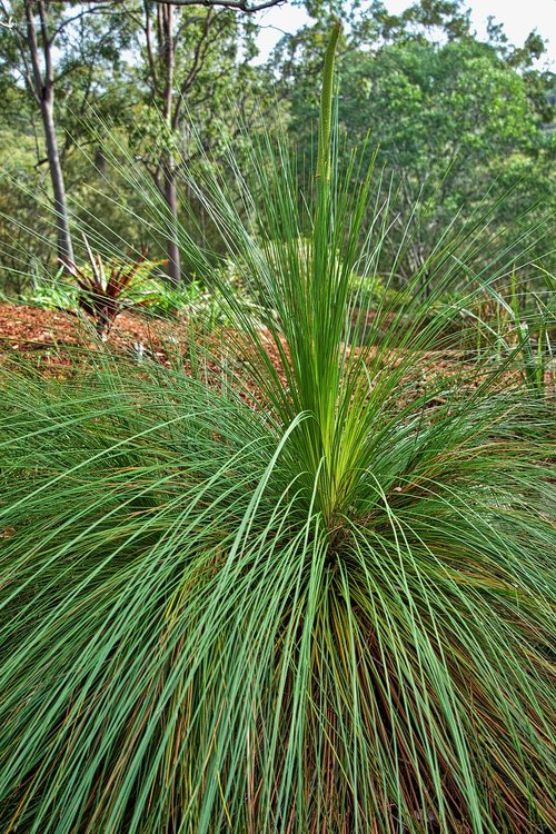 xanthorrhoea  grass tree  australia