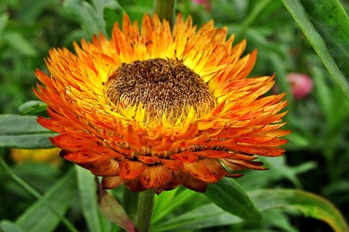 xerochrysum bracteatum  dried flowers  flowers