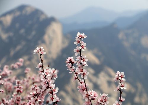 xi'an plum blossom mountain