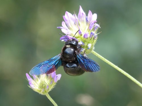 xilocopa violet bumblebee carpenter borinot negre