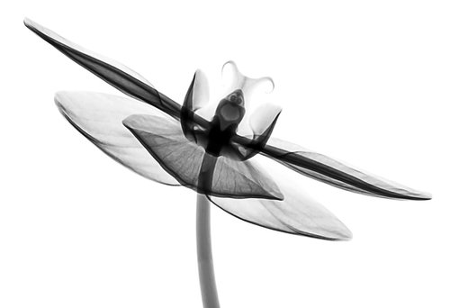 xray  flower  orchid