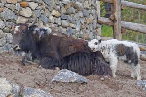 yak mongolia beef