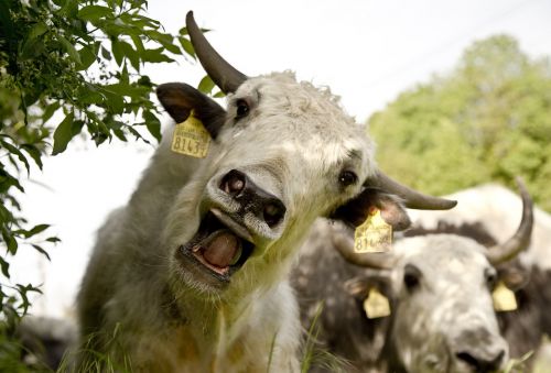 yak calf beef