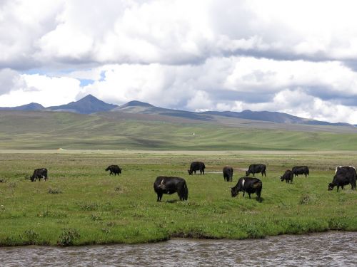 yak landscape herd of cattle