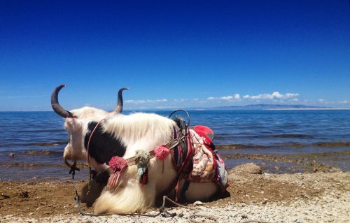 yak qinghai lake blue sky