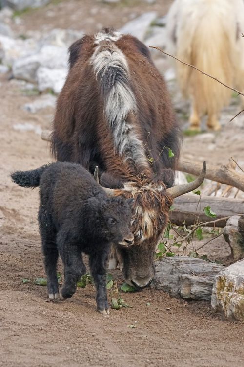 yak beef domestic cattle