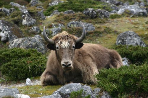 yak nepal himalaya