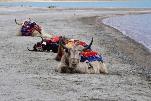 yak pangong lake pangong tso