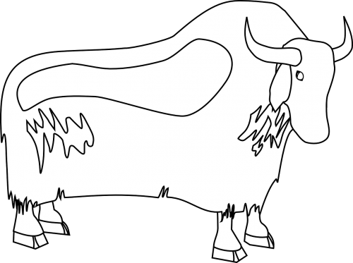 yak buffalo bull