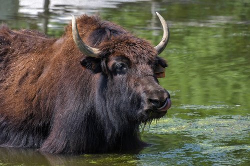 yak  mare  cow