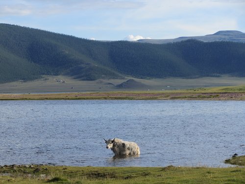 yak  lake  mongolia