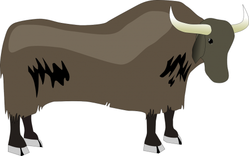 yak horned hooves