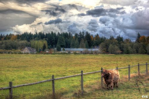 yak clouds animals