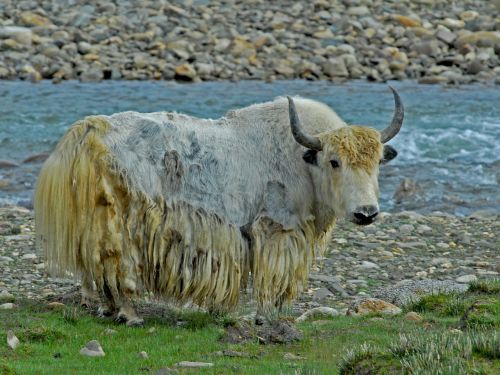 yak animal tibet