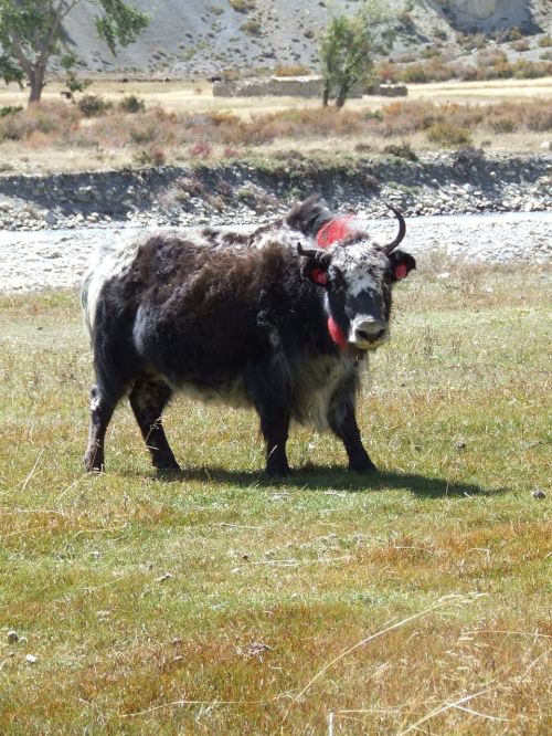 yak himalayan nepal