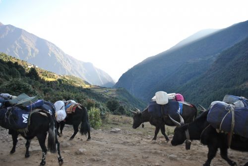 Yaks In The Himalayas.