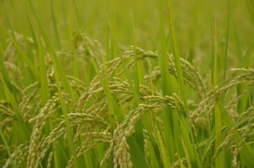 yamada's rice fields rice usd
