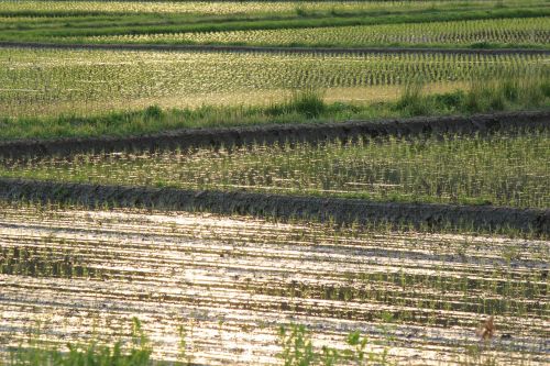 yamada's rice fields countryside evening view