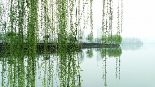 yang lan lake willow lake