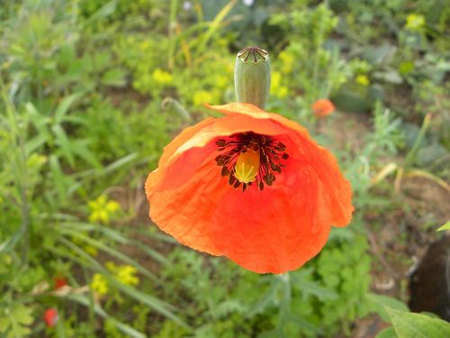 yanggwibikkot orange flower nature