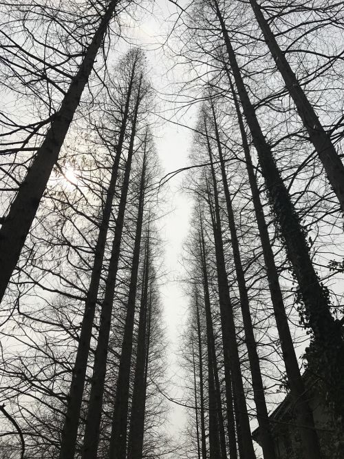 yangzhou forest park woods