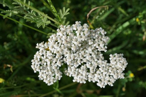 yarrow flower white