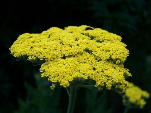 yarrow yellow flower flower garden