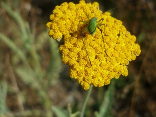 yarrow nature yellow