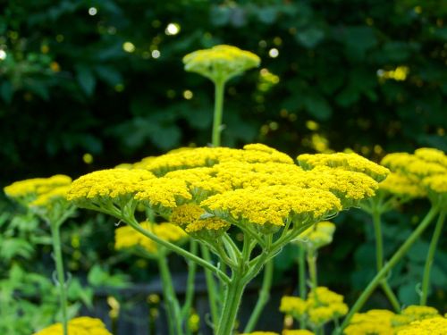 yarrow yellow flower flower garden
