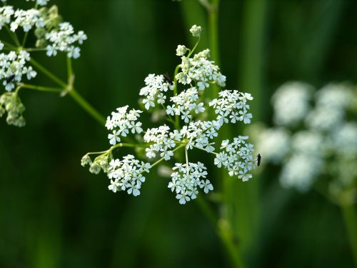 yarrow flower white