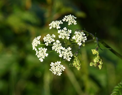 yarrow flower pointed flower