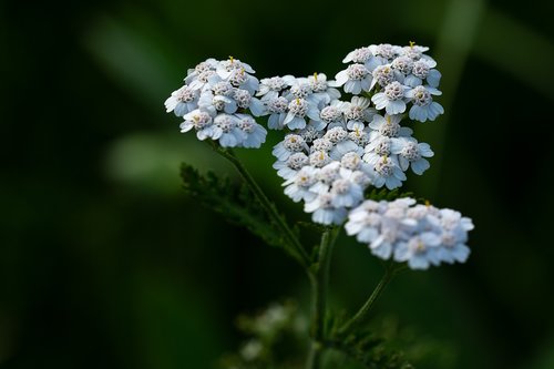 yarrow  plant  blossom