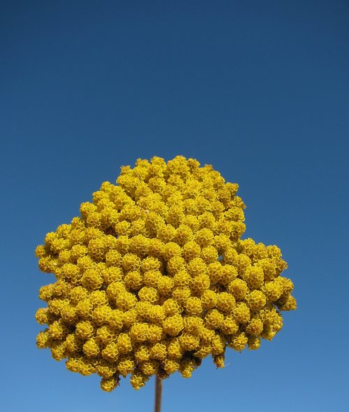 yarrow  garden  blossom