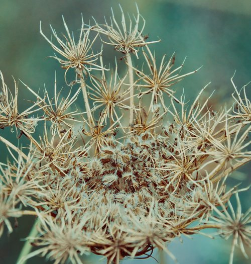 yarrow  background  seeds