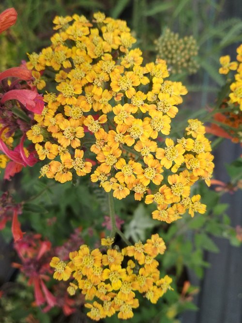 yarrow  flowers  yellow