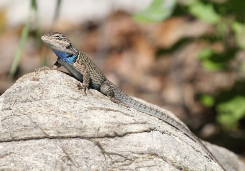 yarrow's spiny lizard reptile wildlife