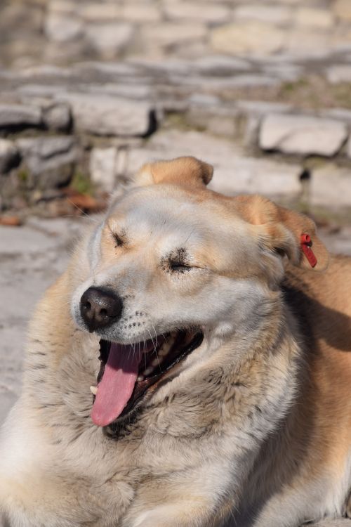 yawling dog sleepy