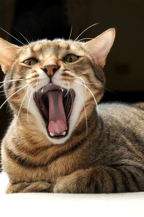 yawn cat pet