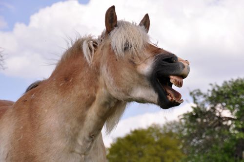 yawn horse laugh
