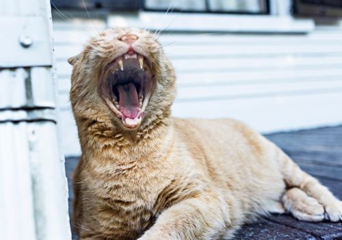 yawning cat mouth