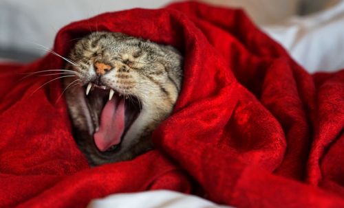 yawning cat feline