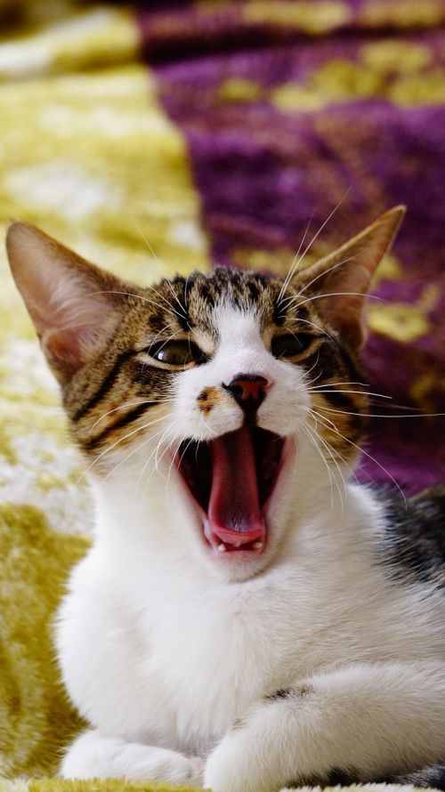 yawning cat cat yawn yawn