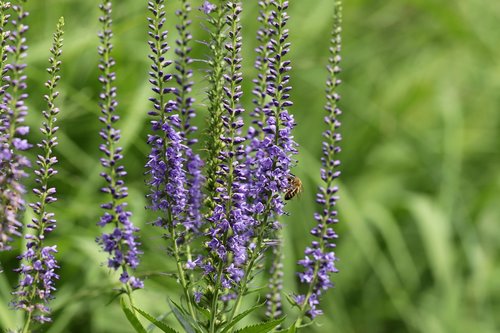 year old blue loosestrife  year old honorary award  ährn-honorary award