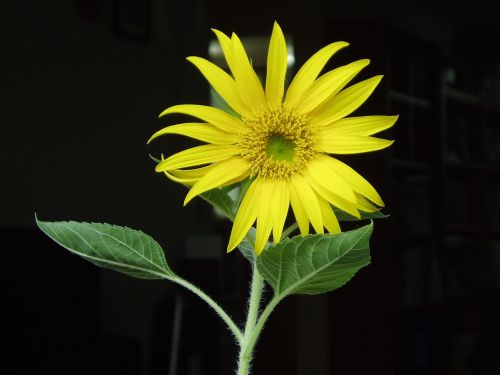 yellow sunflower flowers