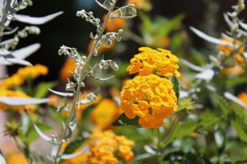 yellow flower floral