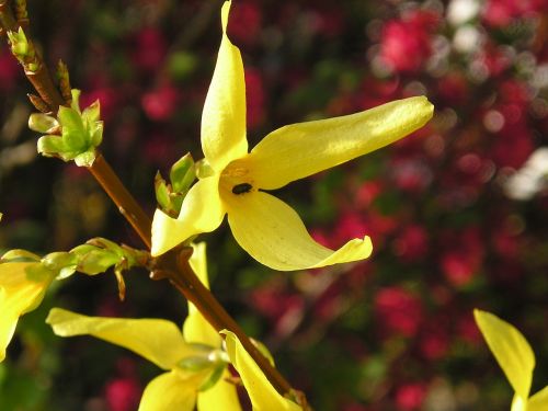 yellow forsythia garden