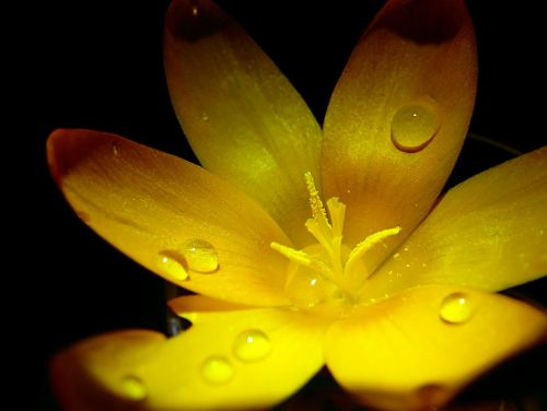 yellow flower plant