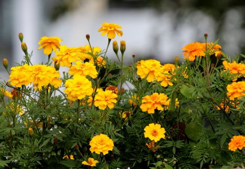 marigold flowers yellow